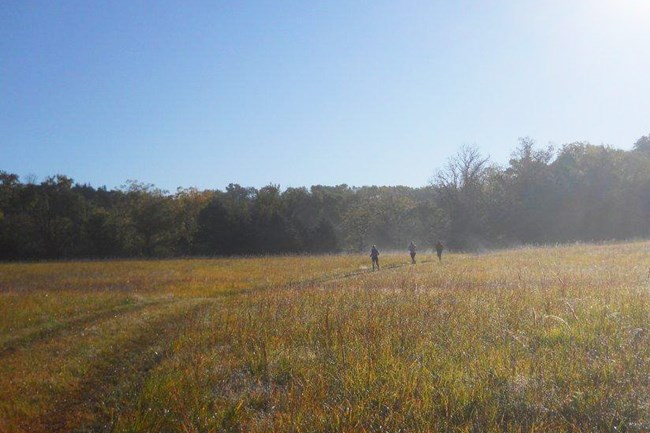 Visitors jog through orange grass in a line on a trail with trees and blue sky.