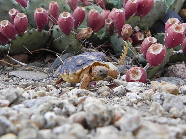 a small tortoise crawls across rocks alongside prickly pear cacti