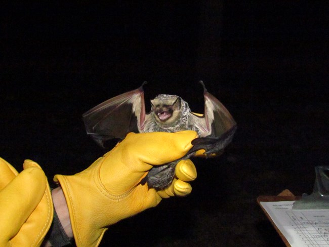 Researcher holding bat in gloved hand to make observations