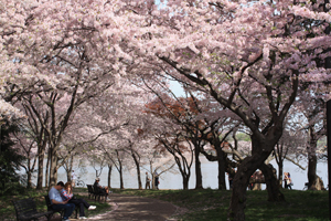 cherry tree maine events national capital regional office u s national park service cherry tree maine events national capital regional office u s national park service