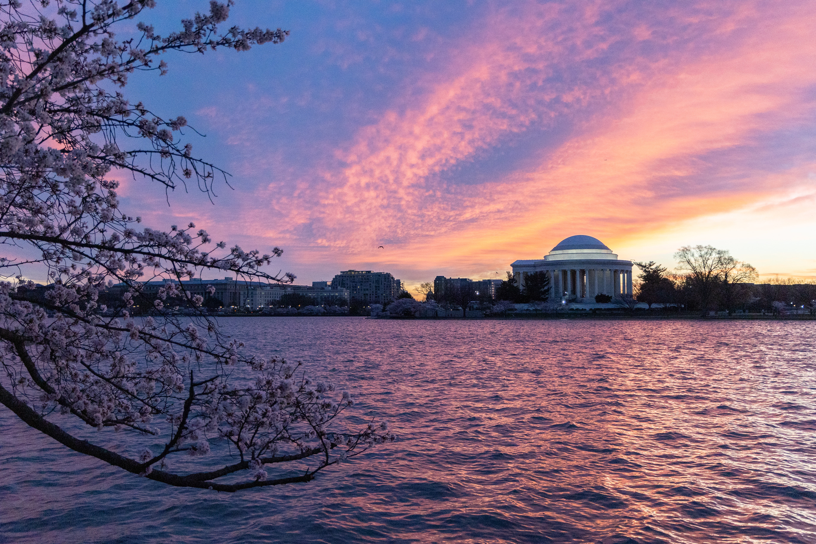 Sunrise at the Tidal Basin surrounded by Cherry blossom trees Sunrise at the Tidal Basin surrounded by Cherry blossom trees