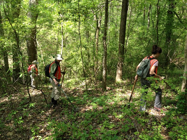 SEAC archeologists walking through a forest with metal detectors