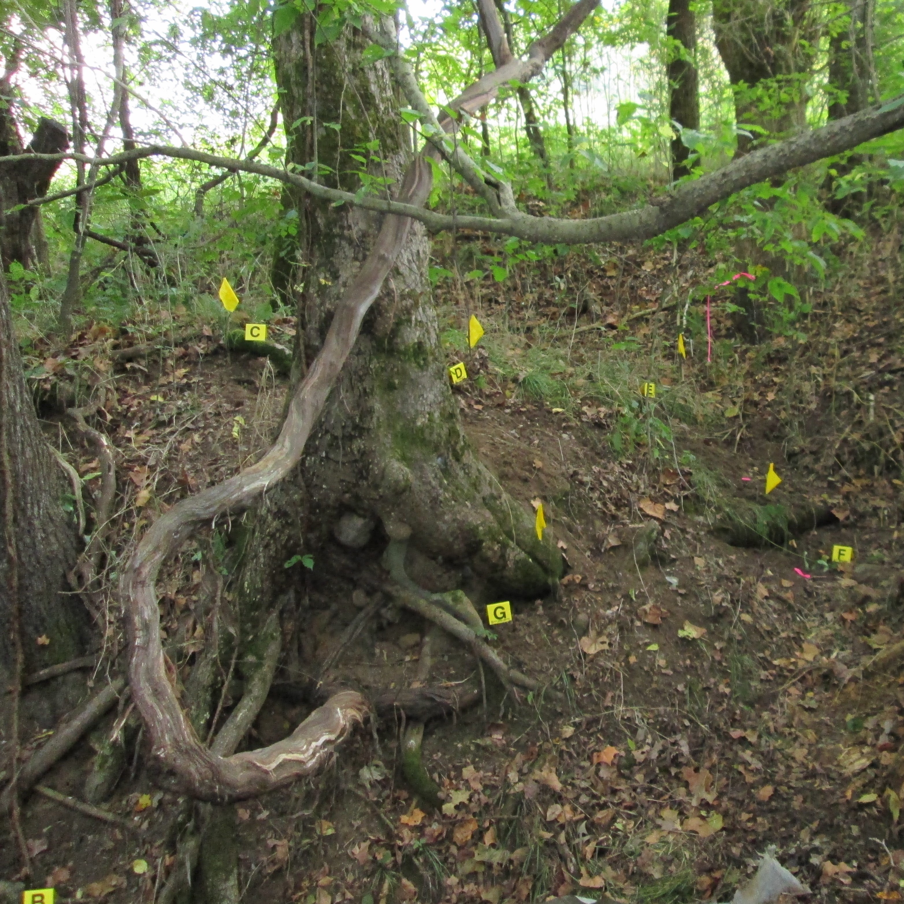 Evidence markers denote areas disturbed by illegal activity in wooded archeological site within Buffalo National River.