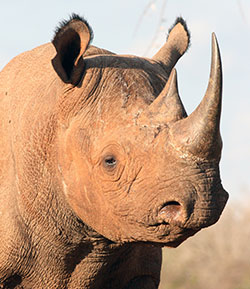 Special Agents with the National Park Service Investigative Services Branch were pleased to aid the US Fish and Wildlife Service (USFWS) in their successful international investigation of illegal trade of protected rhinoceros horns. A critically-endangered black rhinoceros. USFWS photo by R Ruggiero.