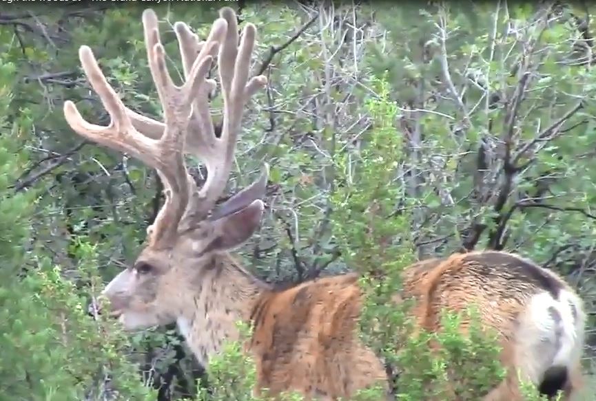 Deer poached from GRCA