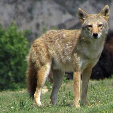 US Park Rangers of Wind Cave National Park are investigating the recent illegal shooting of a coyote. NPS file photo of a coyote. US Park Rangers of Wind Cave National Park are investigating the recent illegal shooting of a coyote. NPS file photo of a coyote.