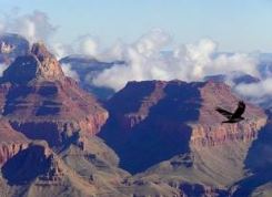 A condor flies above the Grand Canyon. NPS photo by M Quinn.