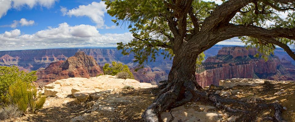 A tall tree stands in shade in front of a sunny, expansive Grand Canyon.