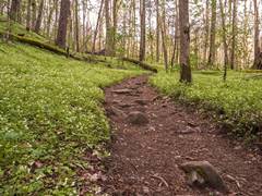 Porters Creek Trail in Great Smoky Mountains National Park. NPS photo by B Carr.