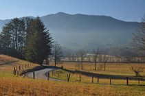 Trees along a roadway in Great Smoky Mountains National Park. NPS photo by J Bennett.