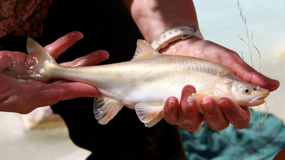 Humpback chub is a species of fish endemic to the Colorado River Basin. A National Park Service employee holds an endangered humpback chub, a fish endemic to the Colorado River Basin.