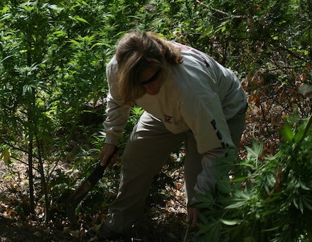 ISB's Intelligence Analyst doesn't always work behind the scenes. Here she helps eradicate an illegal marijuana cultivation site from a national park. NPS photo.