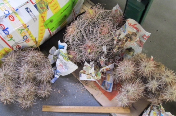 Some of the more than 500 federally-protected cacti smuggled from Lake Mead National Recreation Area by William Starr Schwartz, who has been sentenced to prison.