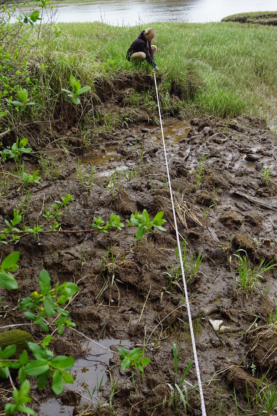 Lewis and Clark National Historical Park conservation intern Kelli Daffron measures the length of the disturbed archeological site at 34 feet. NPS photo.