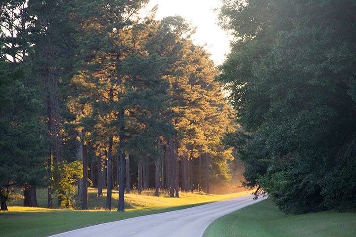 Christopher E. Lemon, age 37, pleaded guilty to second degree murder in September
2017 and was recently sentenced in federal court. He will serve 480 months in federal
prison followed by 5 years of supervised release. Sunlight shines through trees lining a section of roadway in Natchez Trace Parkway. NPS photo.