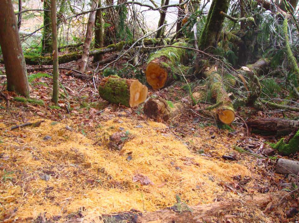 A big leaf maple tree that was illegally felled in Olympic National Park lies in pieces on the forest floor.