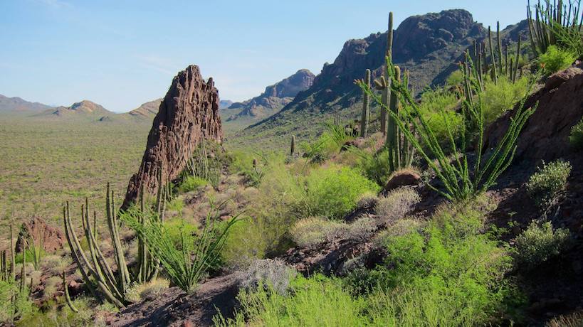 Desert vegetation in Organ Pipe Cactus National Monument sprouts bright green growth after a rainfall. NPS photo.