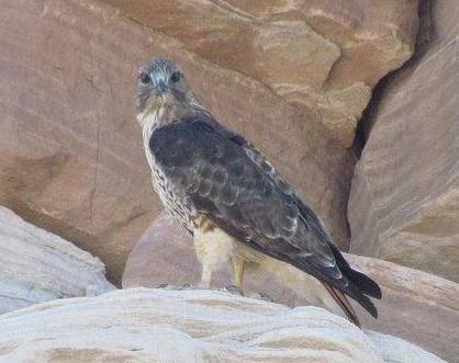 Red-tailed Hawks and other species are protected under the Migratory Bird Treaty Act. A Red-tailed Hawk atop a sandstone outcrop in Petrified Forest National Park. NPS photo.