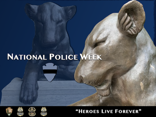A bronze sculpture of a lioness at the National Law Enforcement Officers Memorial in Washington, DC. Text on the image reads "National Police Week" and "Heroes Live Forever" on the bottom along with the NPS Arrowhead and law enforcement badges; NPS photo.