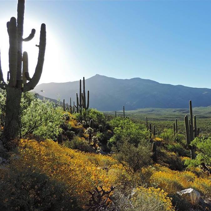 A desert landscape with tall saguaro cacti and mountains on the horizon.