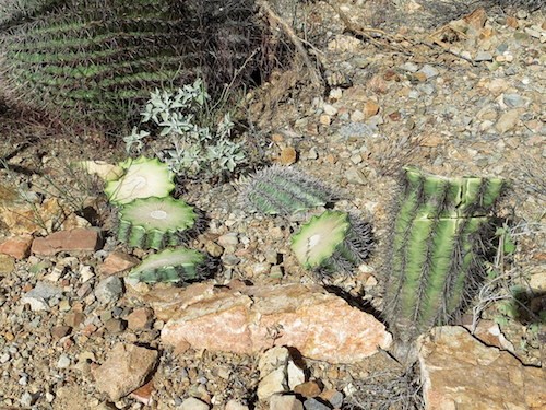 A saguaro cactus in Saguaro National Park that was destroyed by unknown vandals. NPS photo.