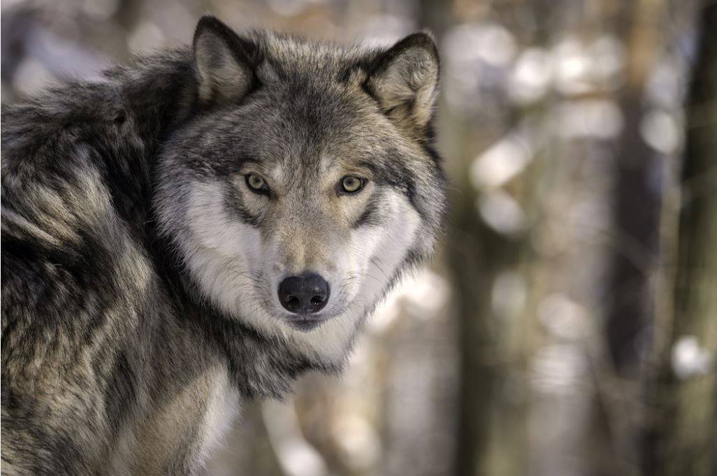 Illegal shooting of gray wolf in Grand Teton