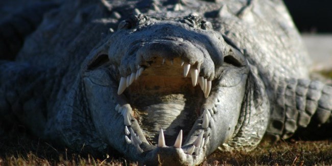 American crocodile at Everglades National Park. South Florida is the only place in the continental U.S. where alligators and crocodiles live together.