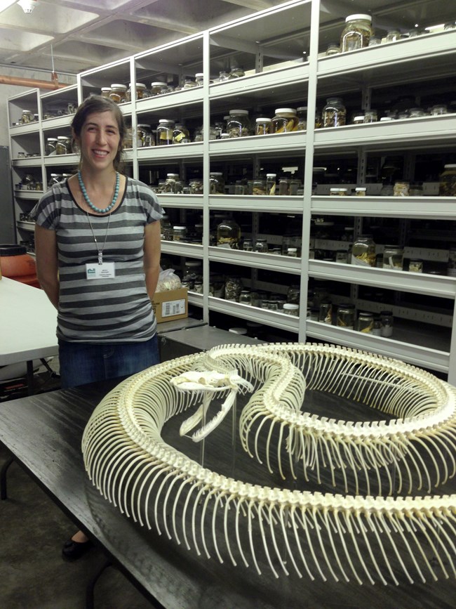 Becky Reichart from the Florida Museum of Natural History standing behind the fully rearticulated Burmese python skeleton from an Everglades National Park specimen