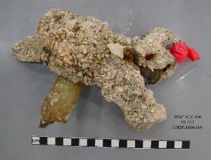 Concretion recovered by Biscayne National Park Archeologist Concretion recovered by Biscayne National Park Archeologist