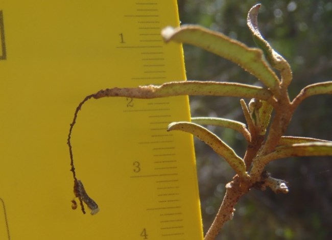 Frass chain from the endangered Florida leafwing butterfly