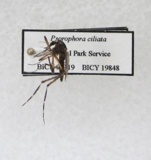 A pinned mosquito A pinned mosquito