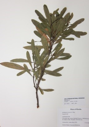 Vascular plant from Big Cypress National Preserve Vascular plant from Big Cypress National Preserve