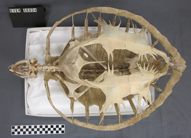 Skeleton of green sea turtle Skeleton of green sea turtle