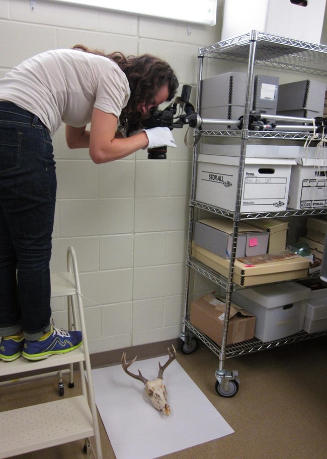 Artist photographing natural history specimen Artist photographing natural history specimen