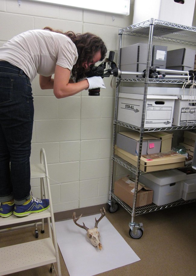 Artist photographing natural history specimen