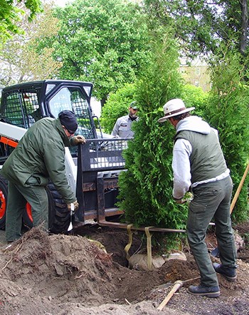 Employees in uniform use a forklift to lower a small evergreen tree into a hole in the dirt.