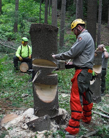An employee in safety gear uses a chainsaw to make cuts in an upright log.