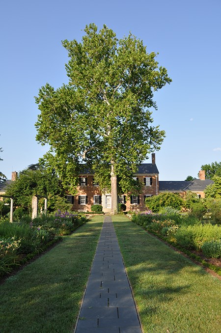 450-FRSP Chatham Manor 2 A straight path of symmetrical stone pavers leads between grass and formal gardens to a two-story brick house, shaded by a large tree.