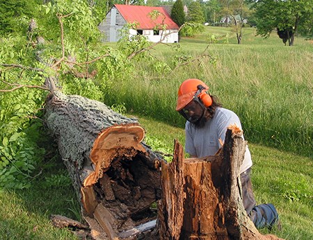 A man with a hardhat and ear protection uses a chainsaw at the base of a fallen tree.