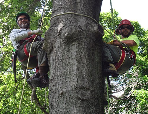 Two people are suspended from ropes along the trunk of a leafy tree, with safety gear and harnesses