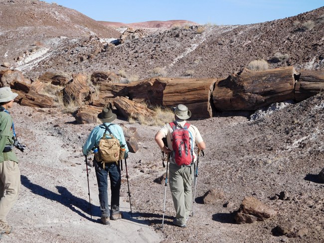 Hikers standing along a path in front of a large petrified log and wood with blue sky overhead at Petrified Forest National Park, Arizona.