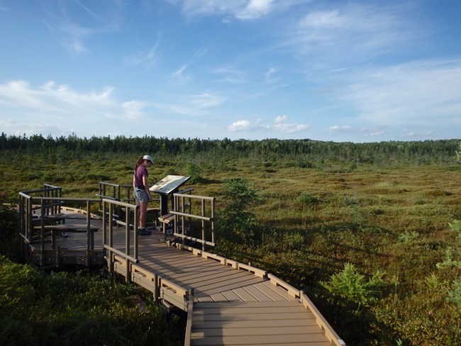 Boardwalk at Orono Bog National Natural Landmark
