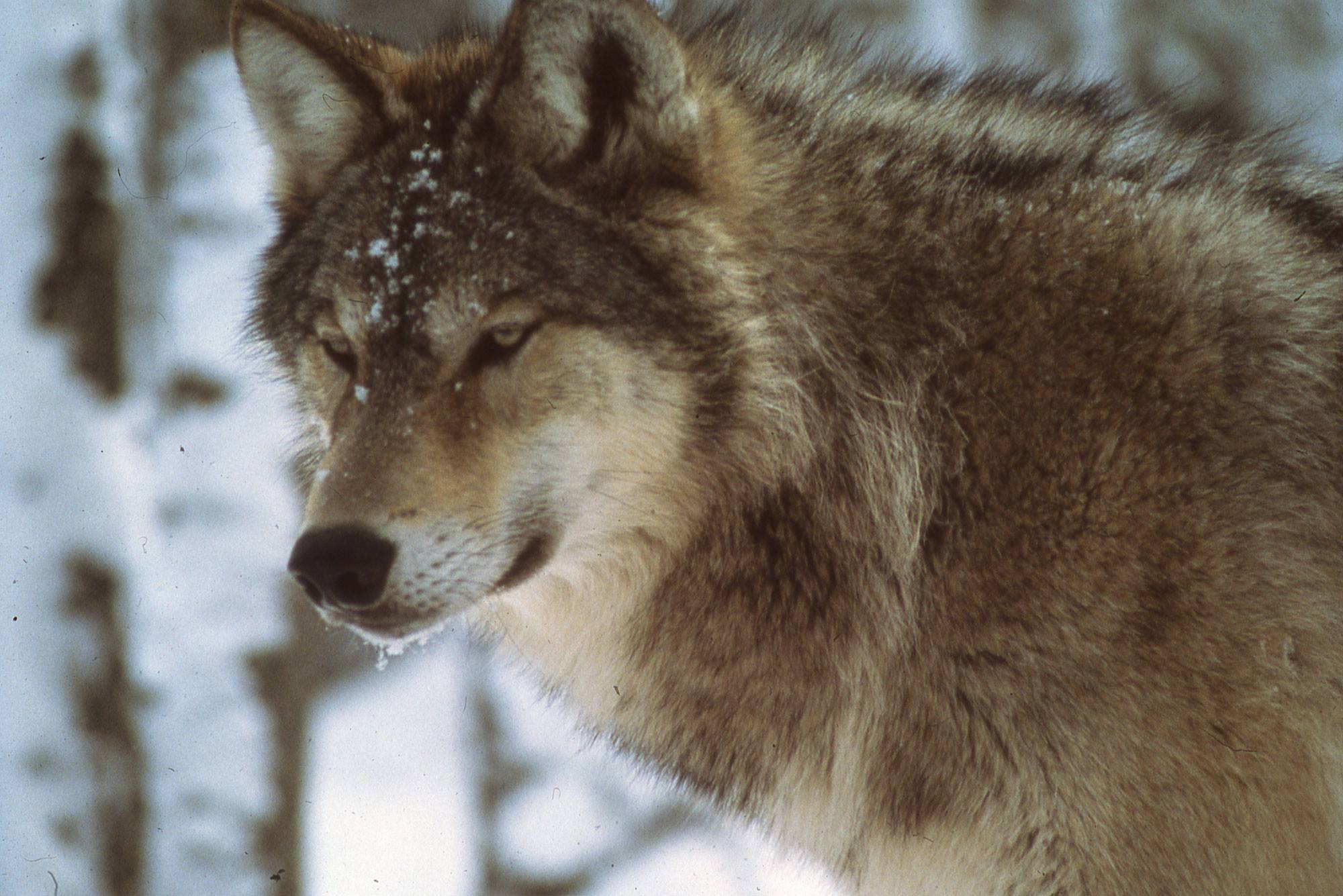 The NPS will introduce wolves at Isle Royale to fulfill the function of the apex predator. Over a three to five year period, the NPS will introduce between 20-30 wolves on the island.