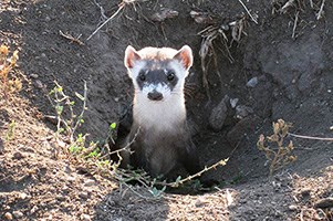 Black-footed ferret popping out of a den.