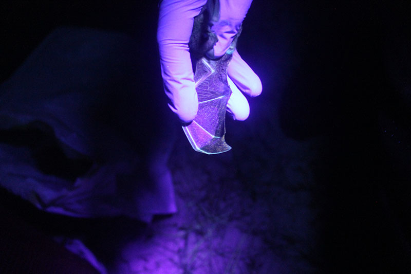 Wing of western small-footed myotis (Myotis ciliolabrum) under ultraviolet light. The orange fluorescence on the wing is characteristic of infection by pd Wing of western small-footed myotis (Myotis ciliolabrum) under ultraviolet light. The orange fluorescence on the wing is characteristic of infection by pd