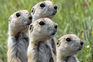 prairie dogs