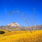 A faraway peak with yellow flowers and a yucca spike in front.