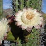 A white flower on a green cactus.