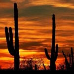 Two tall saguaro cacti are black against a red and yellow sunset.