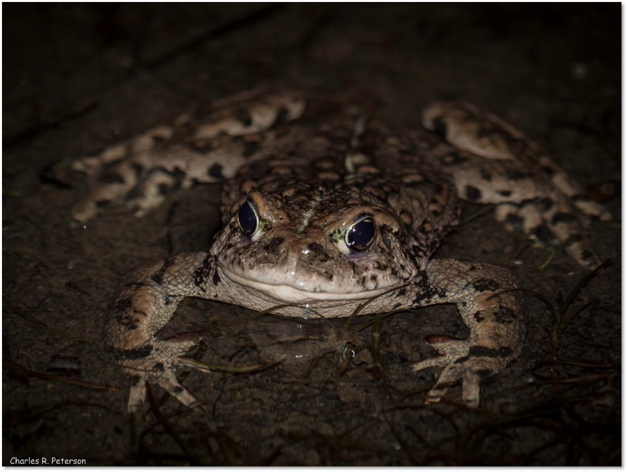 a black speckled frog